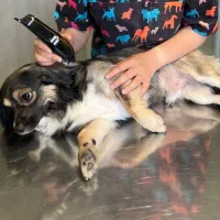 گرومینگ و شست و شوی پت