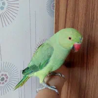 فروش طوطی ملنگو  جنسیت نر ۱۰ ماهه