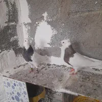 طوقی هفت رنگ