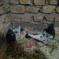 کبوتر|پرنده|خوشاب, |دیوار