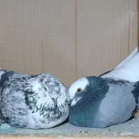 دو عدد  کبوتر. نر و ماده