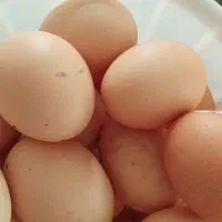 تخم مرغ