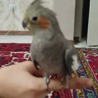 عروس هلندی