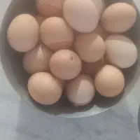 تخم مرغ رسمی