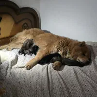 واگذاری توله میکس ژرمن وچائوچائو