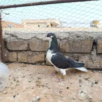 کبوتر ماده دمگیر شیرازی