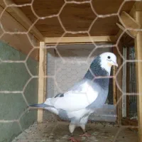 کفتر بینظیر