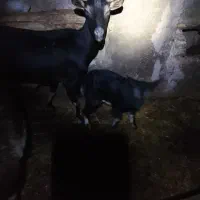 فروش بز زایده سانن