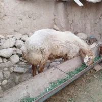 قوچ مغانی