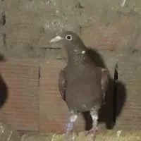 کبوتر سرخ کارال