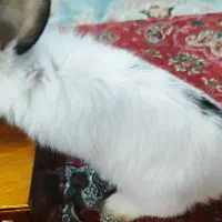 واگذاری خرگوش
