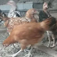 جوجه محلی اصیل