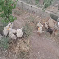 اوردک