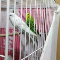 سه عدد مرغ عشق سالم با فقط و لوازم