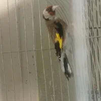 جفت سهره درجه یک