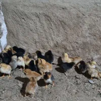 جوجه محلی و گلپایگانی یک هفته ای