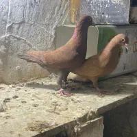 نرماده گلی و زرد
