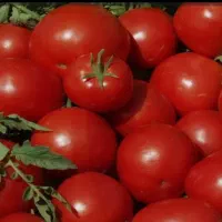 گوجه فرنگی برای بازار و رب