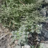 زیره کوهی