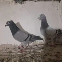 کبوتر