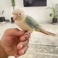 گرینچیک پاین اپل رام دستی