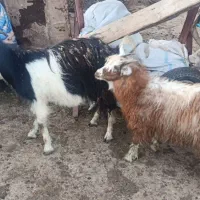 2راس بر شیری  جوان با برغاله