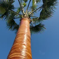 هرس پالم فنیکس