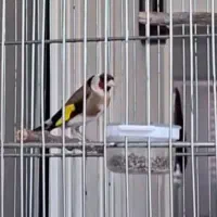 سهره جفتی هر قناری هر رنگی