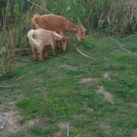 بز بابزغاله ماده