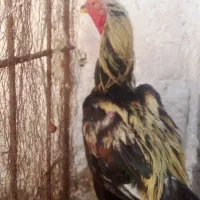 خروس لاری