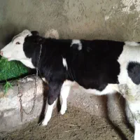 گوساله ماده 5ماهه