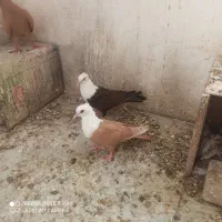 جفت کله سفید کاکل