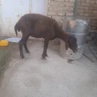 گوسفندشیشک