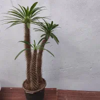 نخل ماداگاسکاربسیارخواص