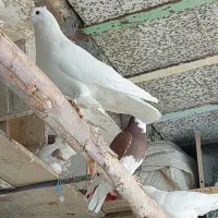 گمشده در ملایر کبوتر یاهو