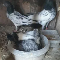 کبوتر تی دی پاکستانی با جوجه ها شون