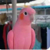پرنده