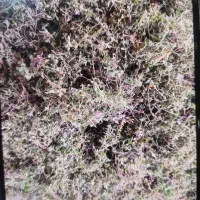 علوفه باغچه