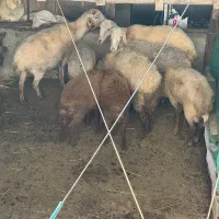 فروش ۲ راس گوسفند ماده