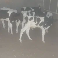 فر‌وش گوساله نر