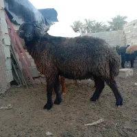 قوچ|حیوانات مزرعه|رامشیر, |دیوار