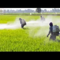 خدمات سمپاشی مزارع کشاورزی