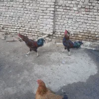 خروس لاری در نقاب