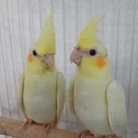 جوجه دو ماهه لوتینو
