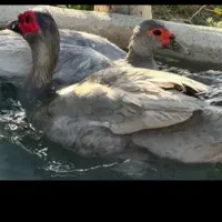 فروش جوجه اردک مسکویی دورگه طوسی