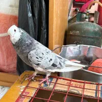 شازده هما نر