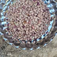 لوبیا چیتی خمین