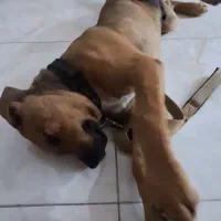 نژاد سگ بلادهاوند ۴ماهه