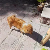 سگ نژاد دار