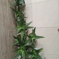گل های طبیعی